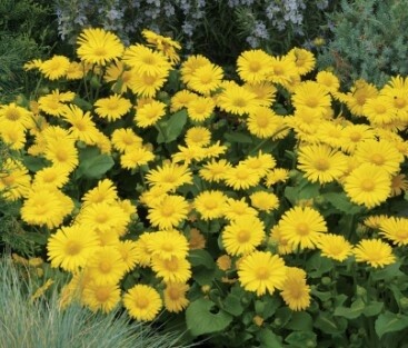 Doronicum Leonardo Qt