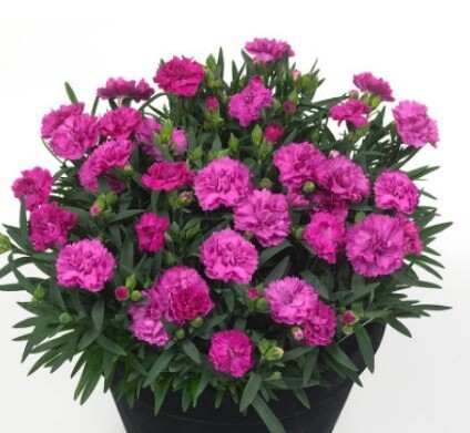 Dianthus Faganza Qt