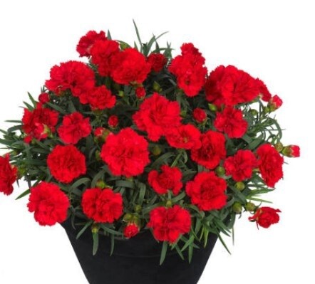 Dianthus Red Allura Qt