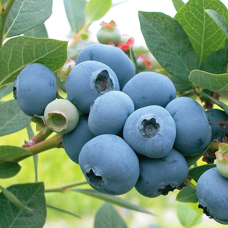 Blueberry Chandler Qt