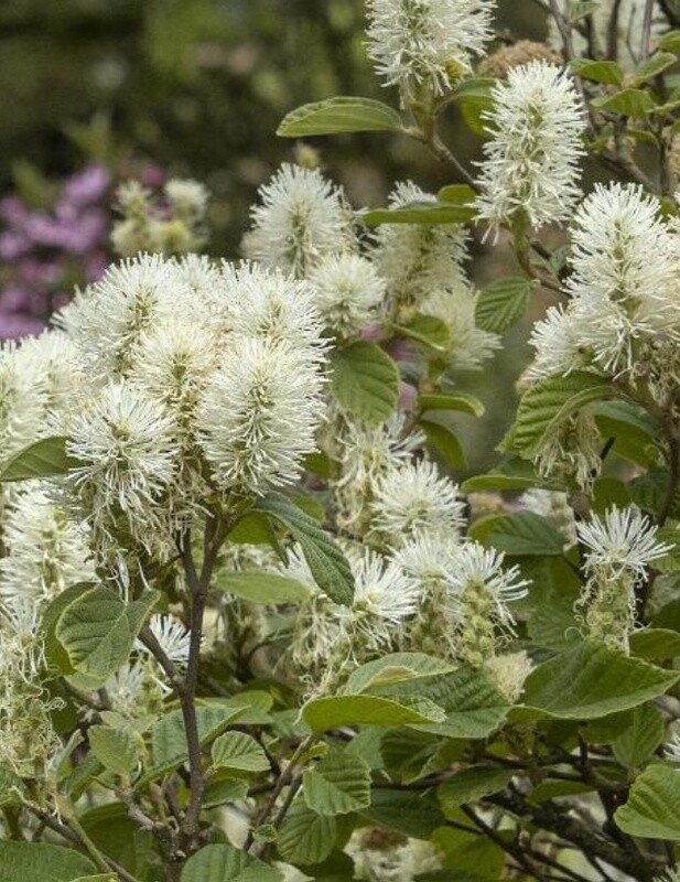 Fothergilla Mt. Airy #2