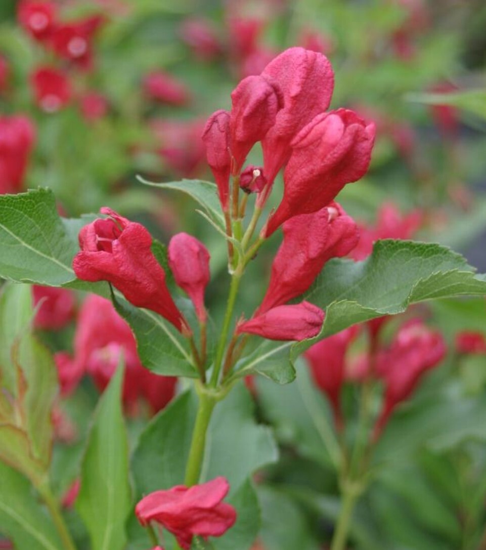 Weigela Sonic Bloom  red #2