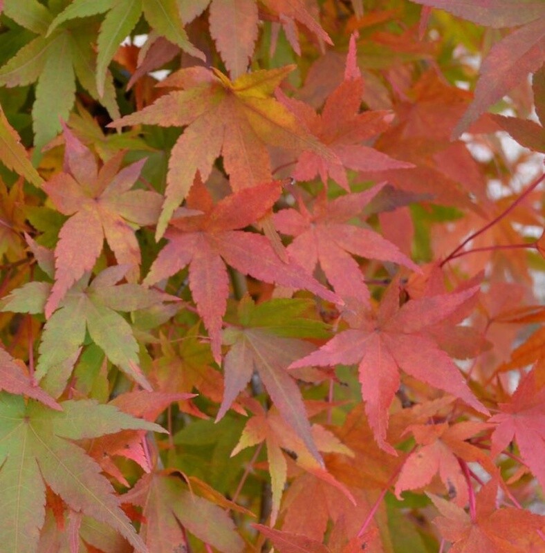 Japanese Maple Ryusen 5 gal