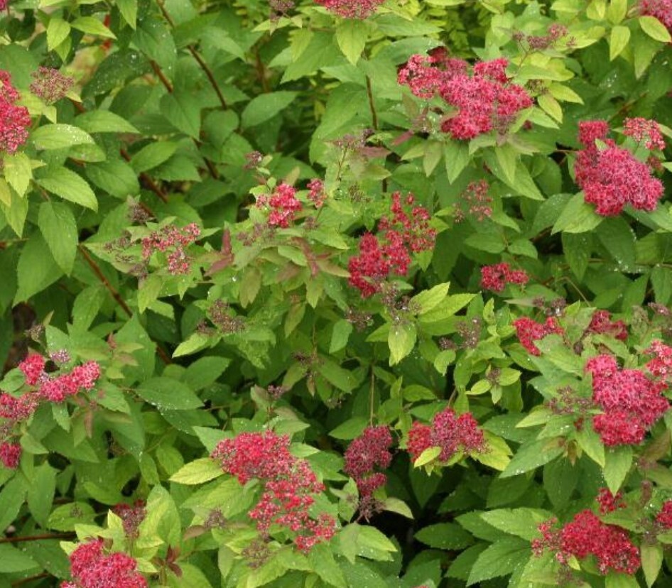 Spiraea Double Play Red #2