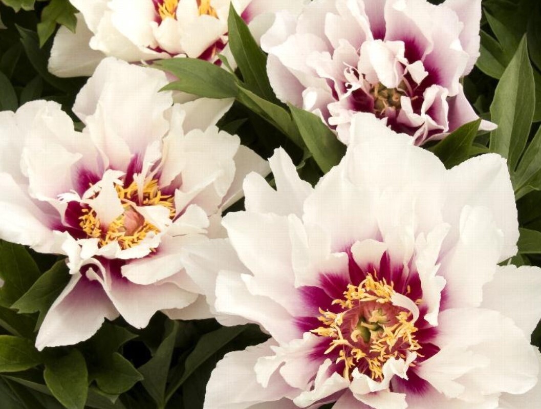 Itoh Peony Cora Louise 5 gal