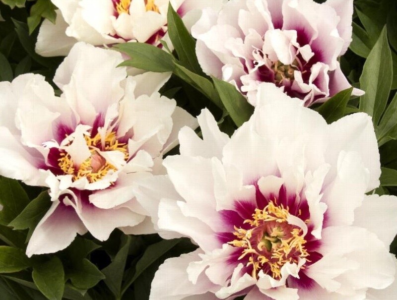Itoh Peony Cora Louise 5 gal