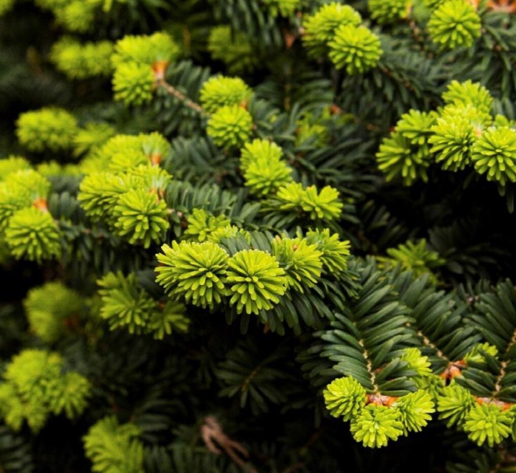 Dwarf Balsam Fir &#39;Nana&#39; 2 gal