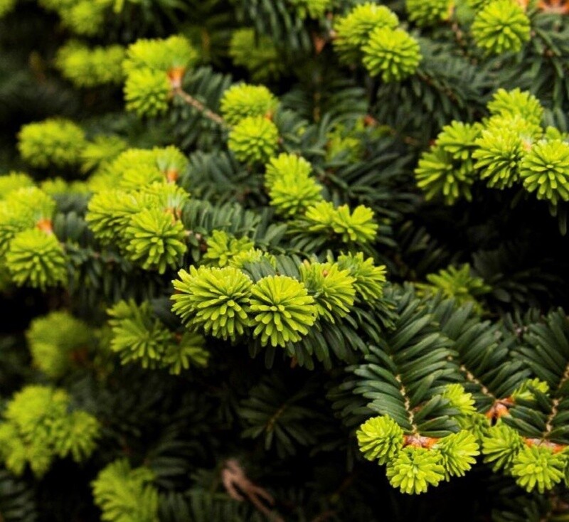 Dwarf Balsam Fir 'Nana' 2 gal