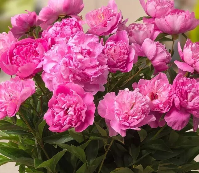 Peony Patio Rome 1 gal