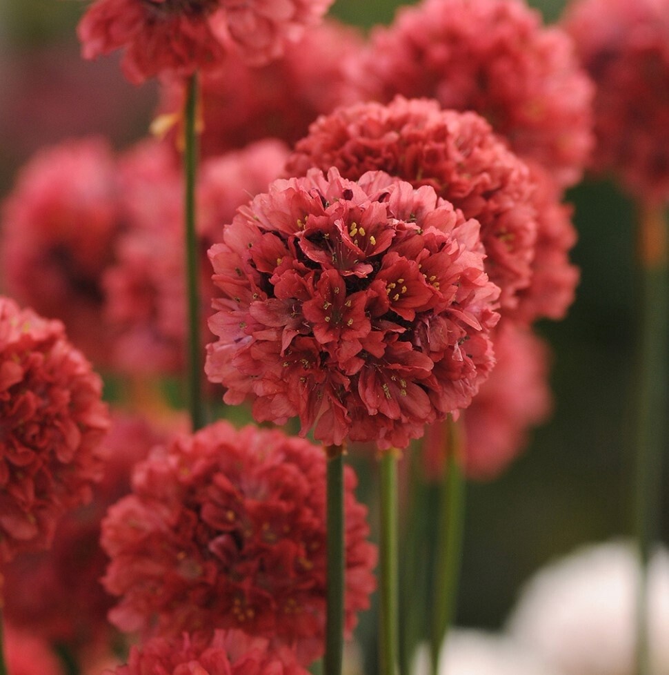 Armeria Ballerina Red QT
