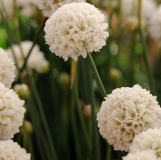 Armeria Ballerina White QT