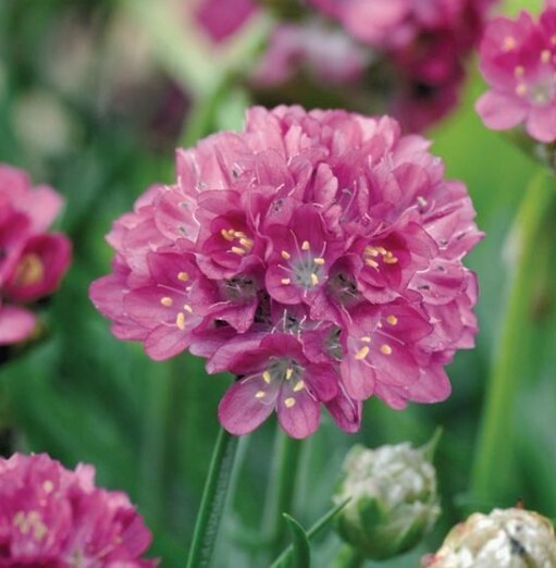 Armeria Morning Star Deep Rose 4&quot;