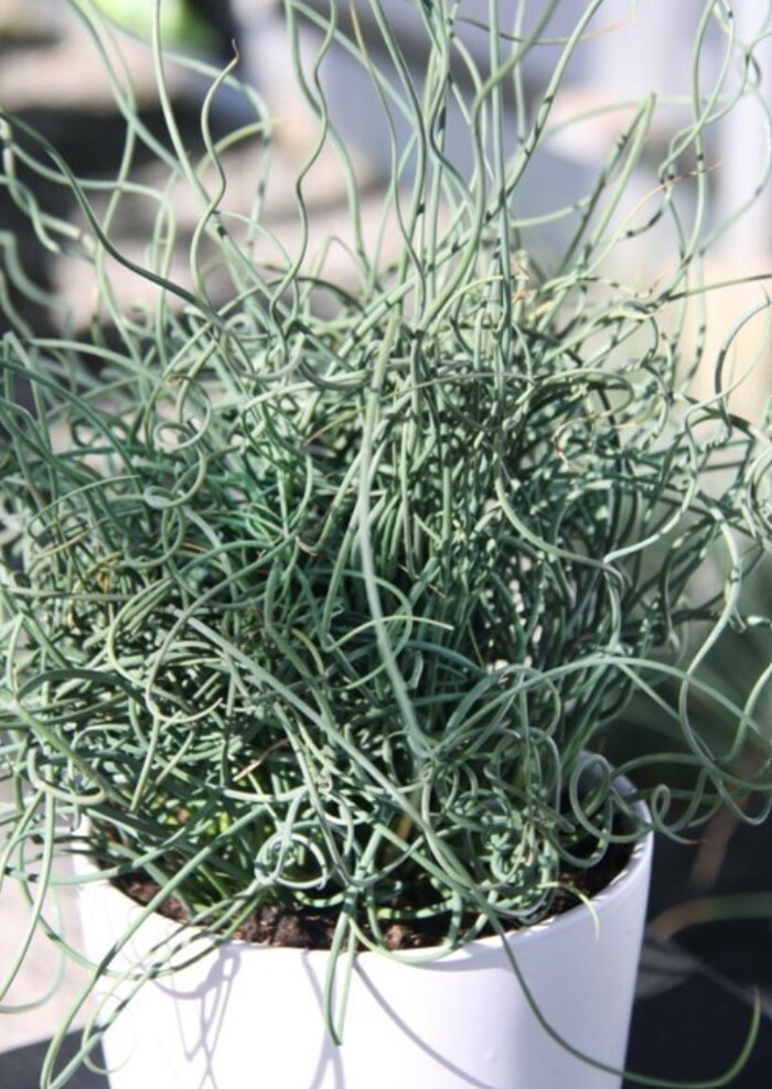 Juncus Spiralis QT