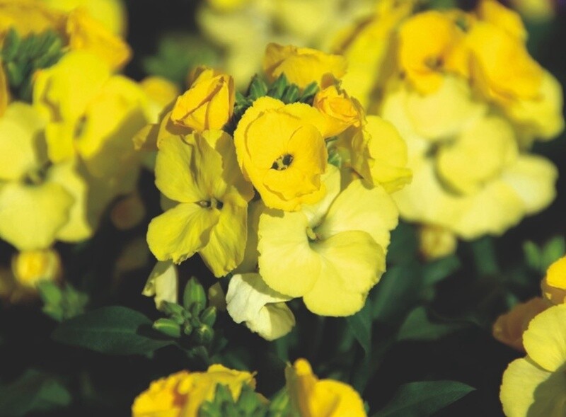 Wallflower Winter Light 1 gal