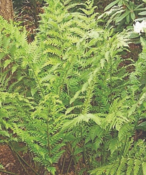Giant Chain Fern Qt