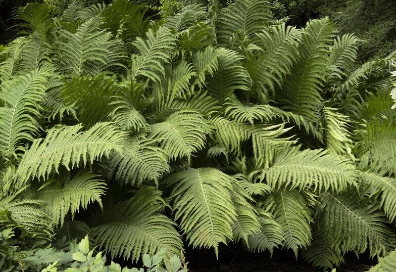 Ostrich Fern 1 Gal