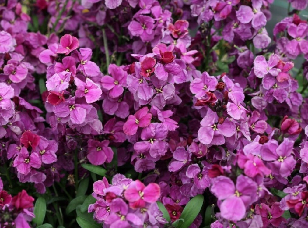 Erysimum Bicolor Purple 4in