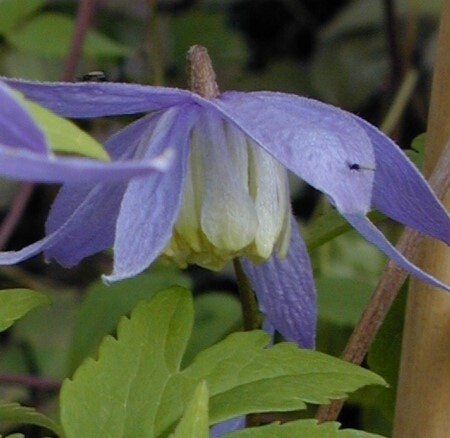 Clematis Blue Bird 1 gal