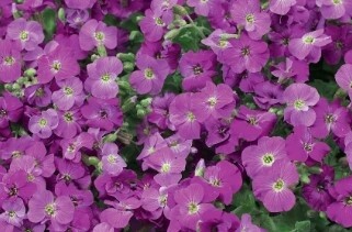Aubrieta lilac 4&quot;