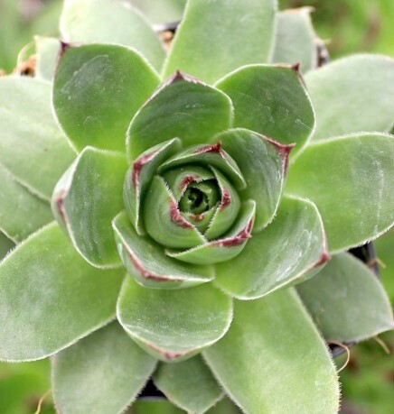 Hens &amp; Chicks Pluto 4&quot;