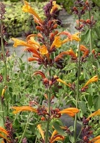 Agastache Apricot Sunrise 4&quot;