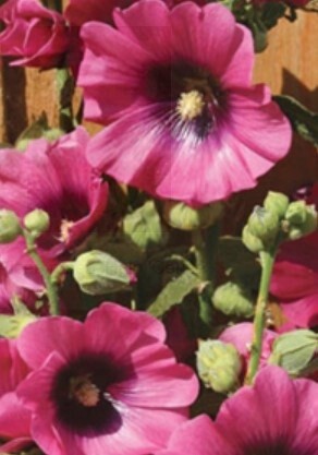 Alcea Halo Cerise 4"