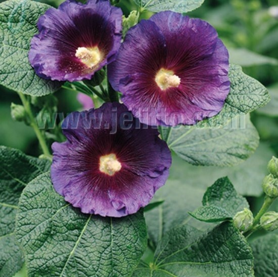 Alcea Spotlight Purple Rain 4&quot;