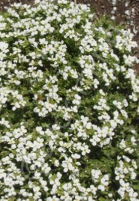 Arabis Snow Cap 4"