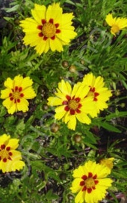 Coreopsis Sterntaler 4&quot;