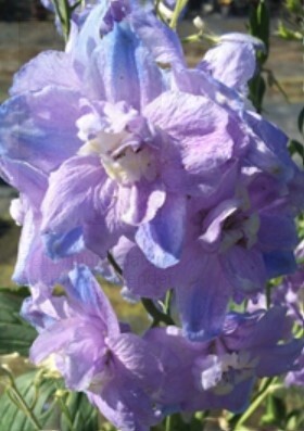 Delphinium Guard Lavender 4&quot;
