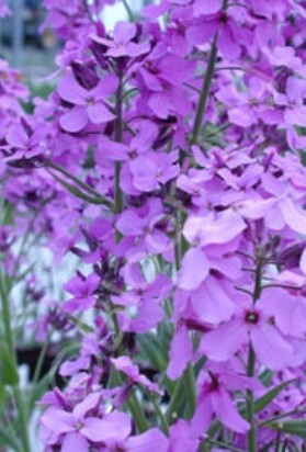 Hesperis matronalis (Dame&#39;s Rocket) 4&quot;