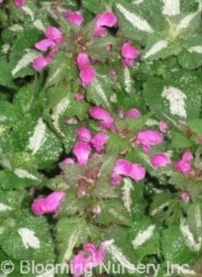 Lamium &#39;Elizabeth de Haas&#39; 4&quot;