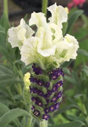 Lavender Anouk White 1 gal