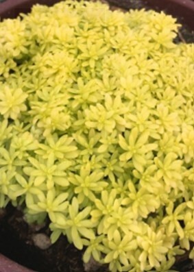 Sedum Aureum Qt