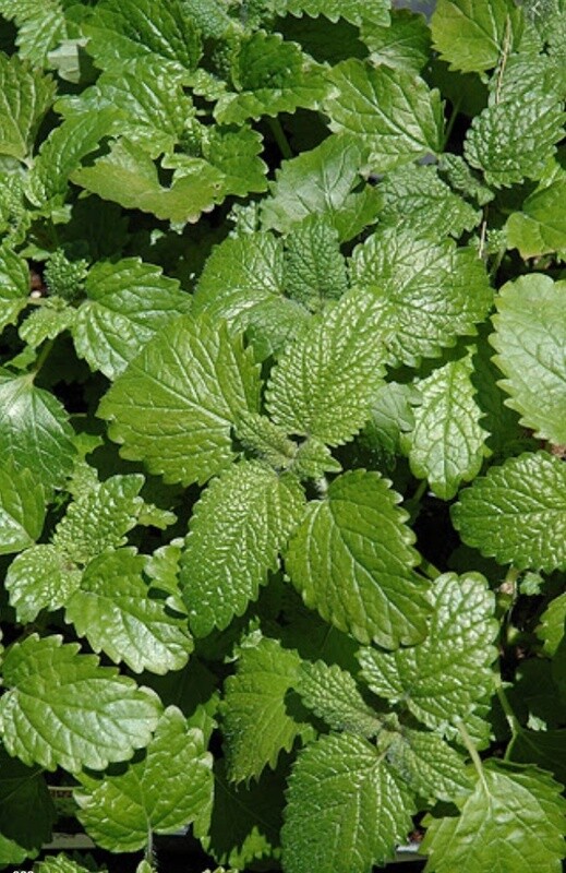 Lemon balm Melissa  ORG 4.5"