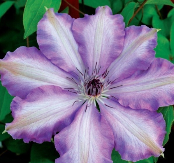 Clematis Joan Picton 1 gal
