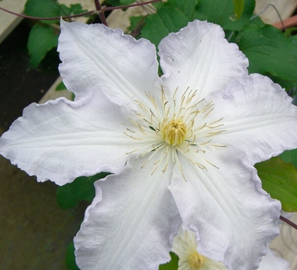 Clematis Gillian Blades 1 gal