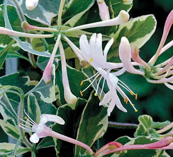 Honeysuckle italica Harlequin 1 gal