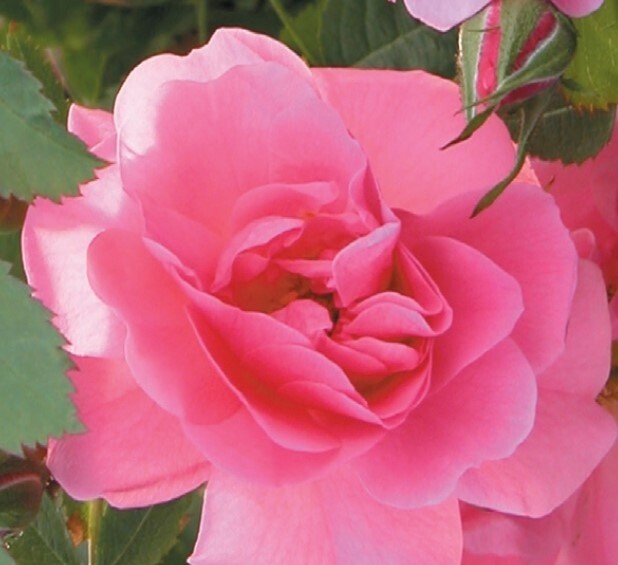 Rose Climbing John Davis 1 gal