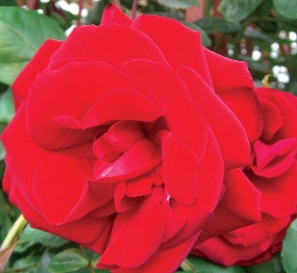 Rose Climbing High Flyer 1 gal