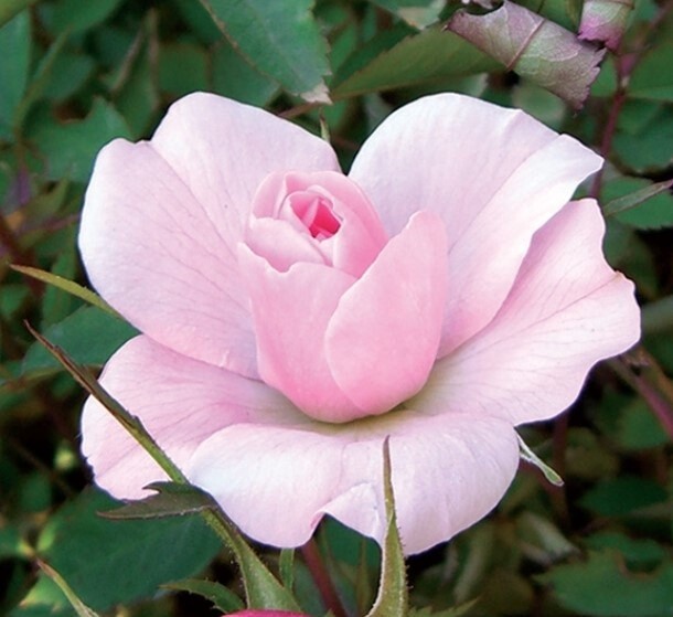 Rose Climbing New Dawn 1 gal