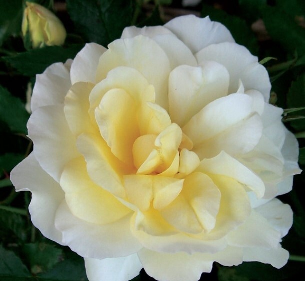 Rose Climbing  Leverkusen 1 gal