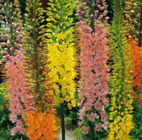 Foxtail lily shelford mix  1 gal