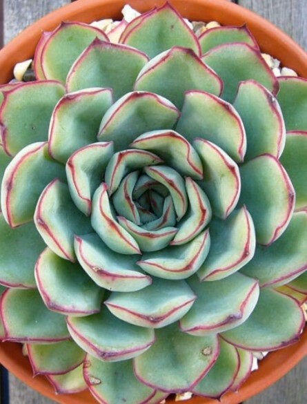 Echeveria pulidonis 2&quot;