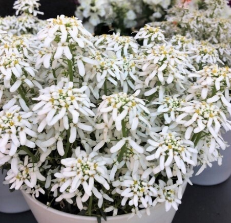 Iberis supruzzo 4&quot;