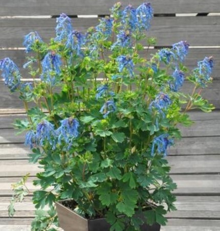 Corydalis Blue Line Qt
