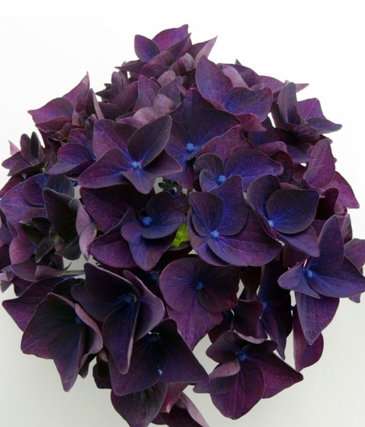 Hydrangea Deep Purple 1 gal
