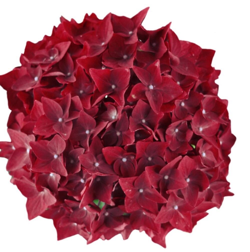 Hydrangea Deep Red 1 gal