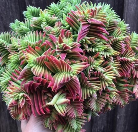 Sedum Sharks tooth 2&quot;