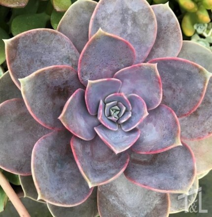 Echeveria Perle Von Nurnberg 2&quot;